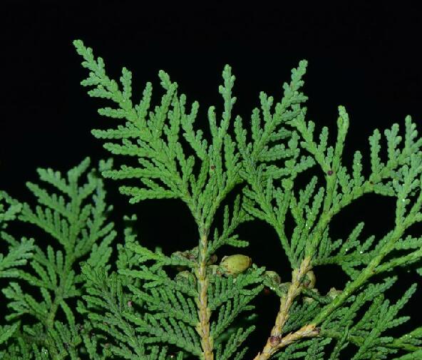 红褐色或桔红色,稀呈灰褐色,纵裂成条状块片脱落;枝条开展,树冠塔形