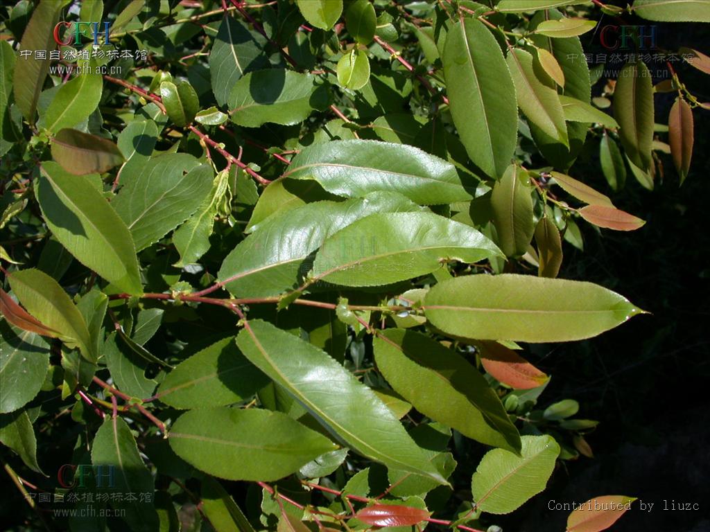  p>腺柳(学名: salix chaenomeloides kimura)小 a href="#" data