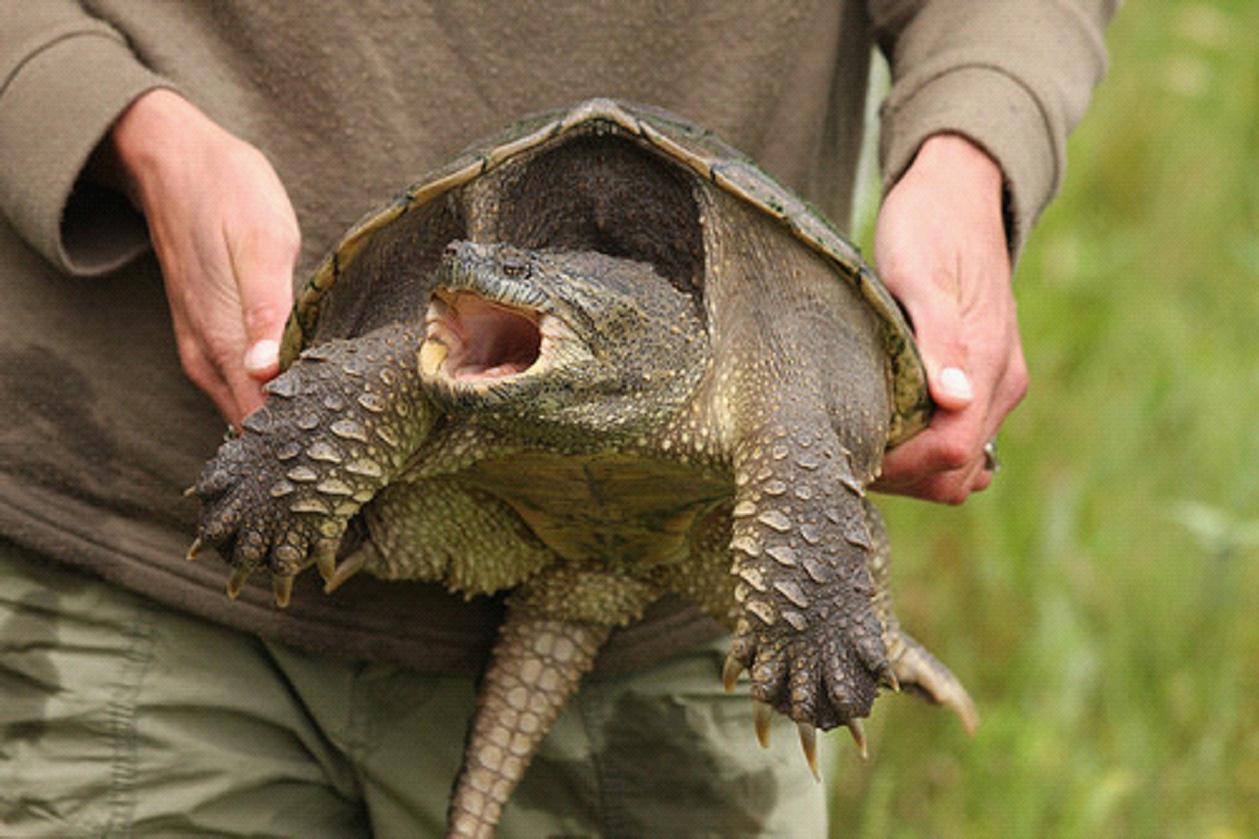 common snapping turtle