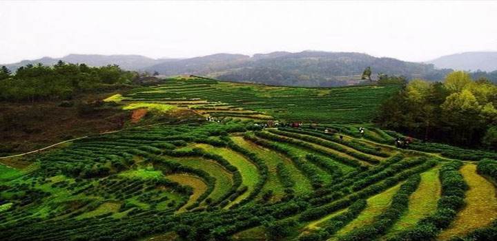 大坪生态观光茶园