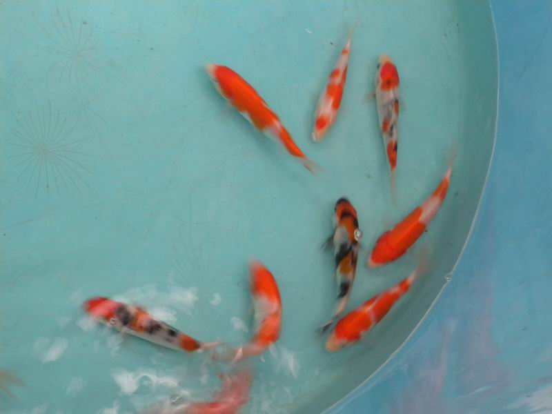 万安玻璃红鲤鱼