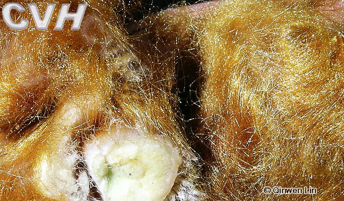  p>金毛狗(学名: i>cibotium barometz  /i>(l.) j. sm.