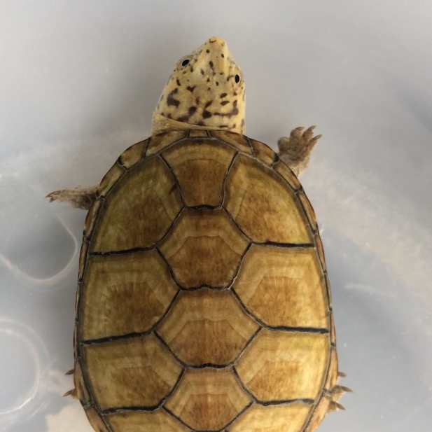  p>缅甸山龟(扁东方龟) heosemys depressa 英文名:arakan forest