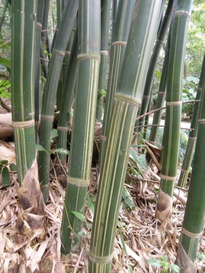  p>花竹(学名: i>bambusa albo-lineata /i> chia)是禾本科簕竹属植物