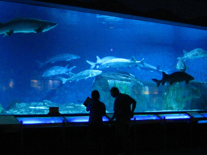 3796831" data-lemmaid="3796831">杭州海底世界 /a>,看神奇海洋生物