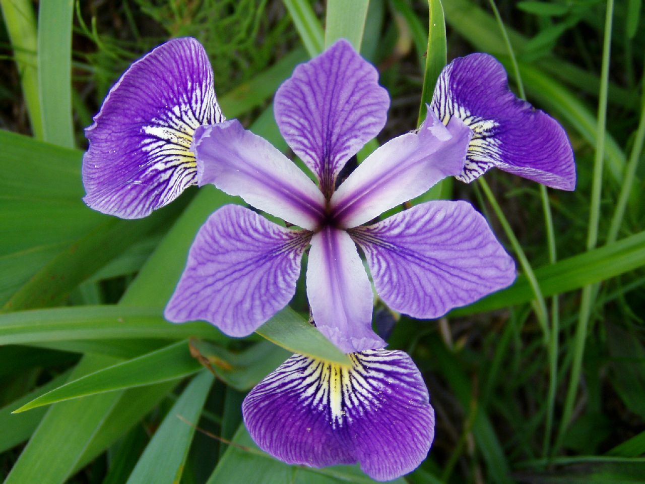 iris versicolor l.