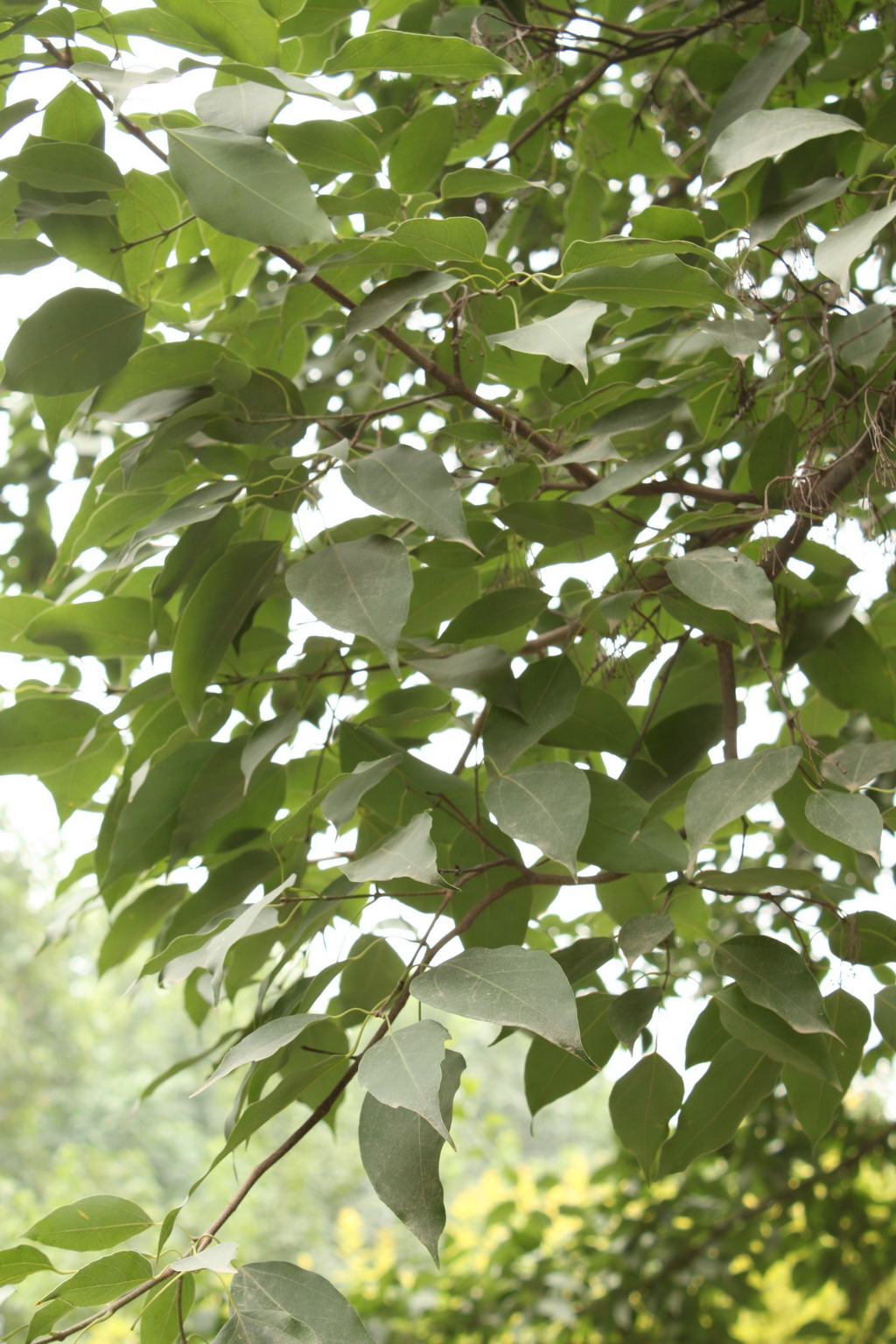  p>飞蛾槭(学名: i>acer oblongum  /i>wall. ex dc.