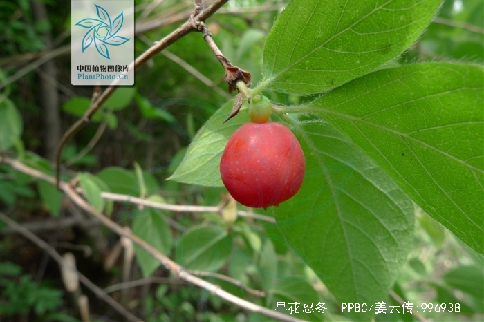 早花忍冬