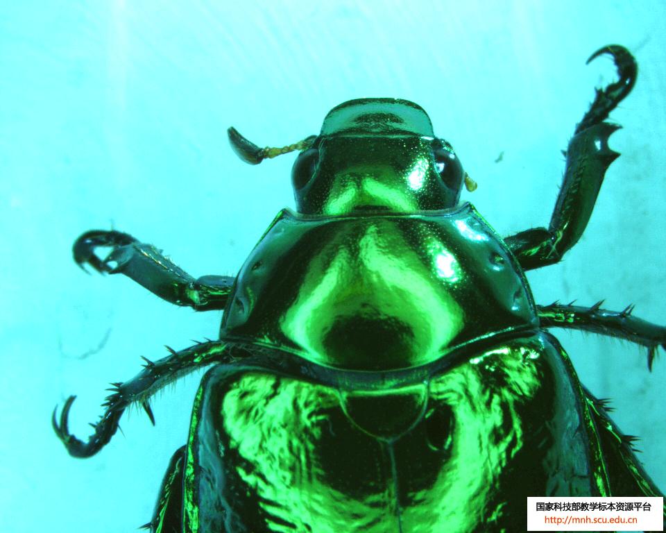  p>铜绿异丽金龟(anomala corpulenta)是 a target="_blank" href="