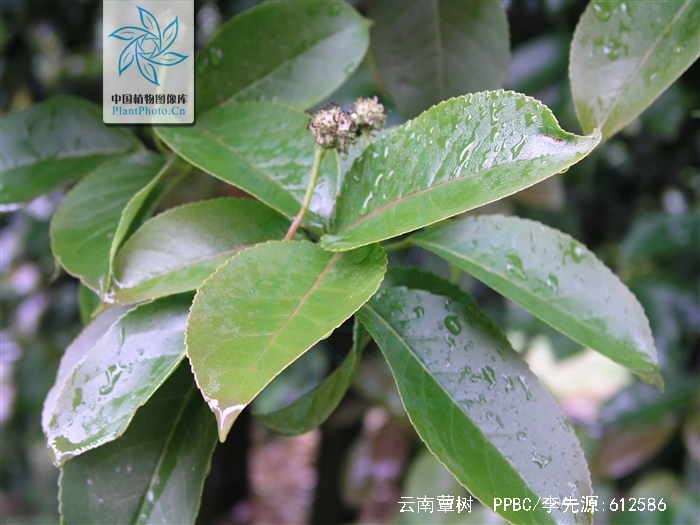  p data-id="go09im05vz">常绿乔木( i>altingia yunnanensis /i>