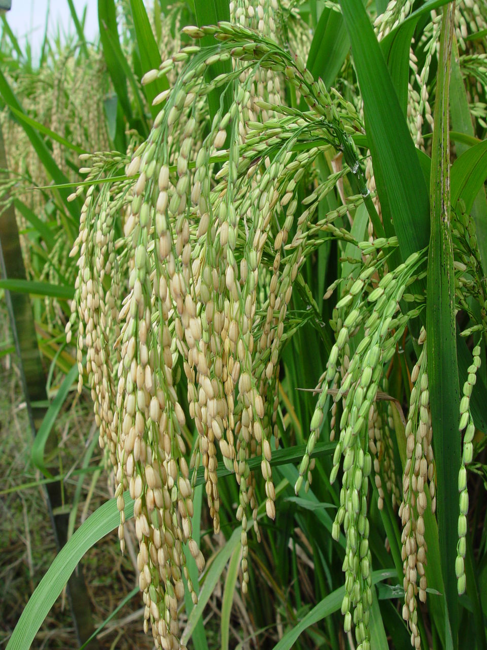  p>籼稻, a>栽培稻 /a>的一个亚种,高100厘米左右,叶色淡绿,剑叶长37.