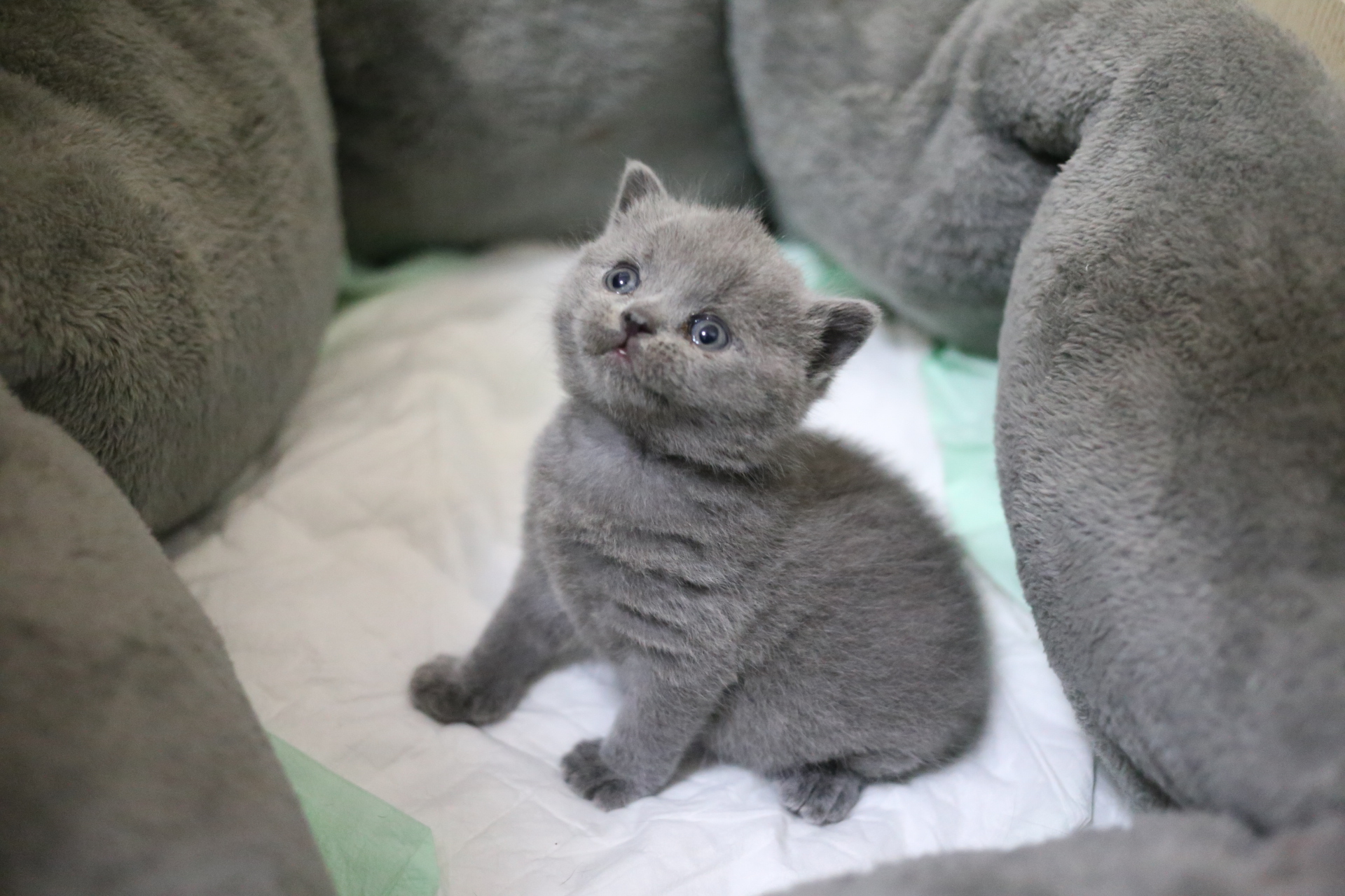  p>英国 a target="_blank" href="/item/短毛猫">短毛猫 /a>,体形圆