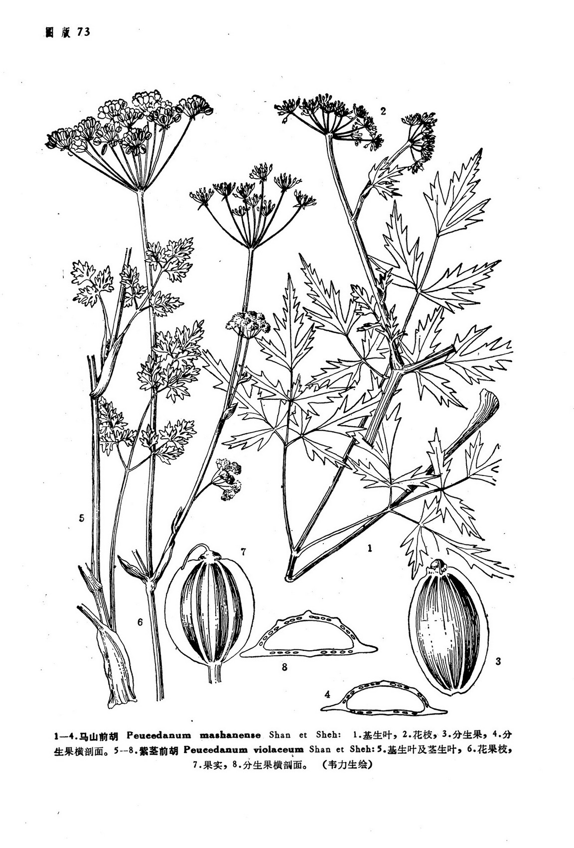 peucedanum mashanense shan et sheh