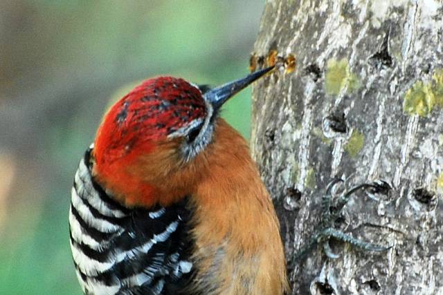 rufous-bellied woodpecker