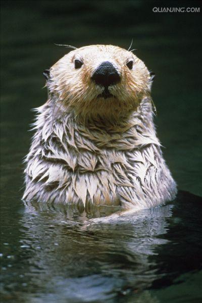  p>海獭(学名: i>enhydra lutris /i>), a target="_blank" href="