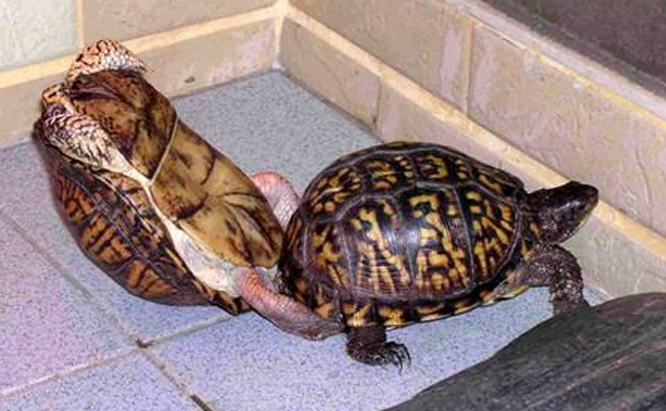  p>箱龟是几种水龟科(emydidae) a href="#" d