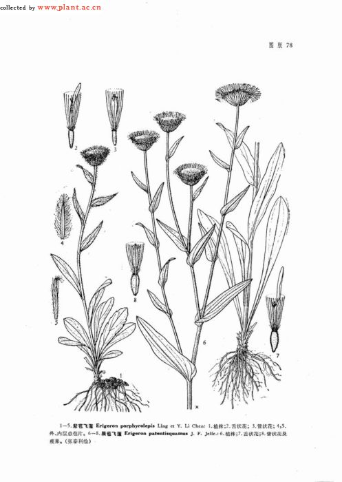 p>展苞飞蓬( a href="#" data-lemmaid="8074290">学名 /a>:erigeron