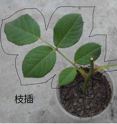 枝插_百度百科