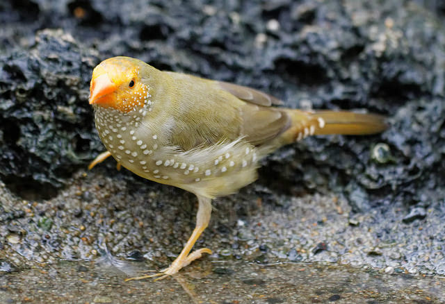 id="gnbsq1czux">星雀学名为 i>neochmia ruficauda /i>,又名星文鸟