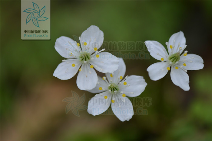asteropyrum cavaleriei