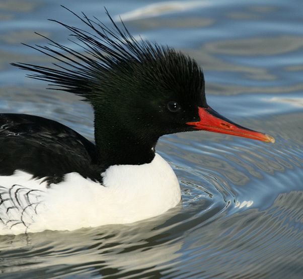  p>中华秋沙鸭(学名: i>mergus squamatus /i>)为鸭科 a target="