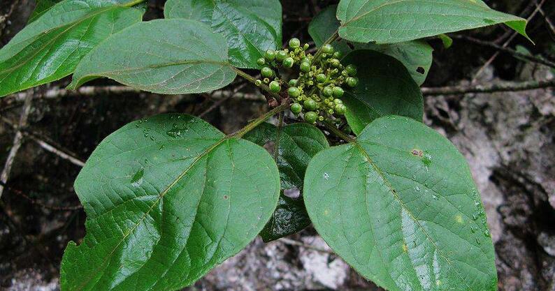  p>豆腐柴属( a target="_blank" href="/item/学名/8074290" data