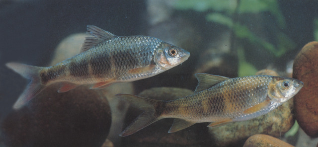  p>粗须铲颌鱼,体长,侧扁.头较短.吻钝.