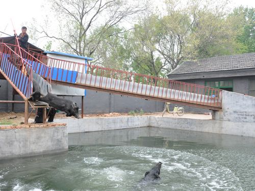  p>徒河黑猪,山东省济南市 a target="_blank" href="/item/济阳区