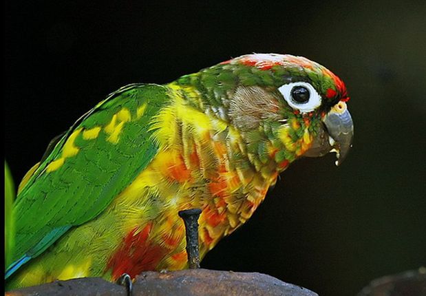  p>红腹锥尾鹦鹉(学名:pyrrhura frontalis )鸟体大部分为绿色,额头