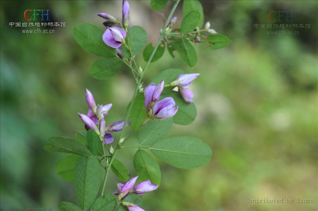 白花短梗胡枝子