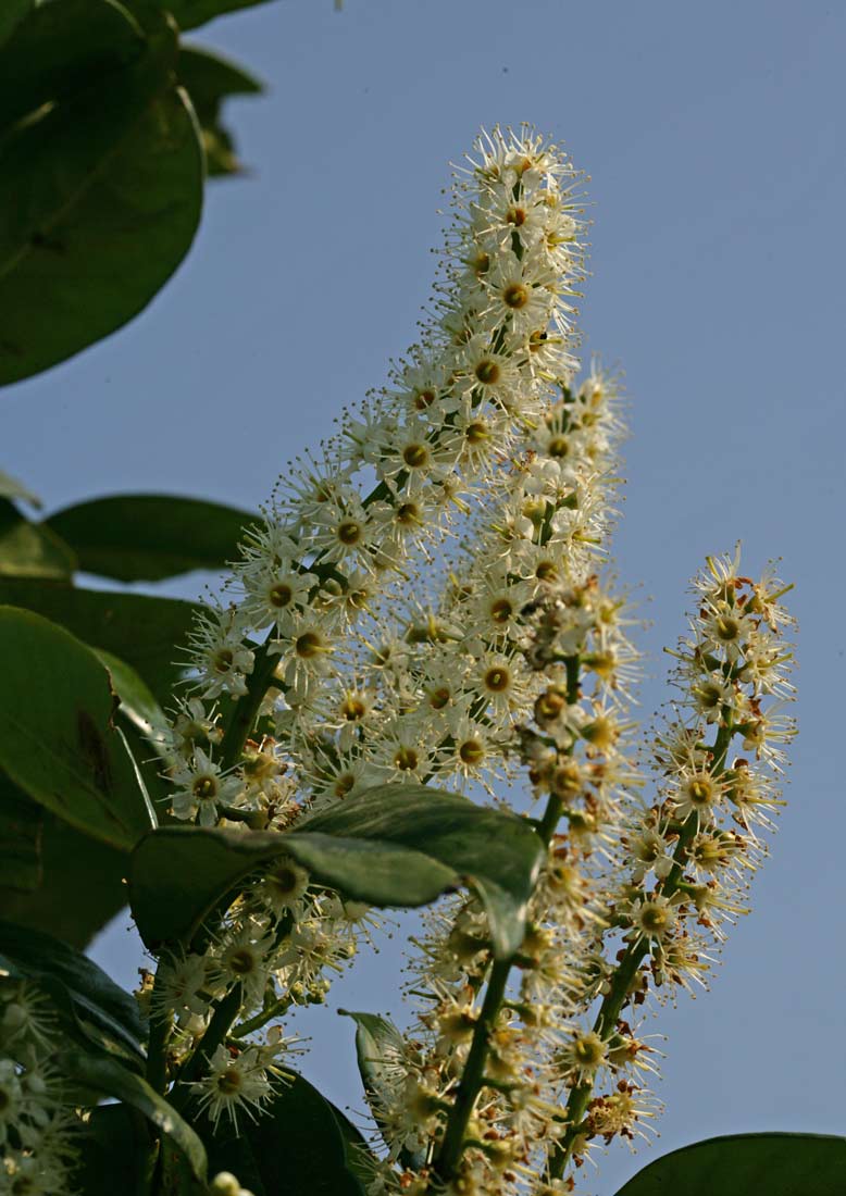 prunus laurocerasus