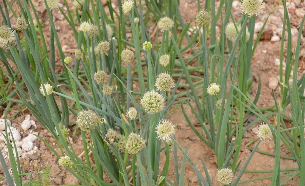  p>管花葱是一种葱科,葱属植物,为中国特有.