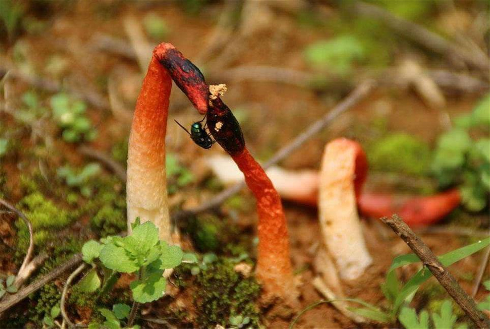  p>蛇头菌学名为"mutinus caninus",可以称得上是最丑陋的菌类.