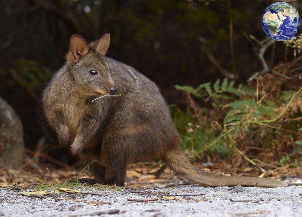 这种动物的奶具有杀菌的作用 效果是青霉素的一百倍 百科ta说