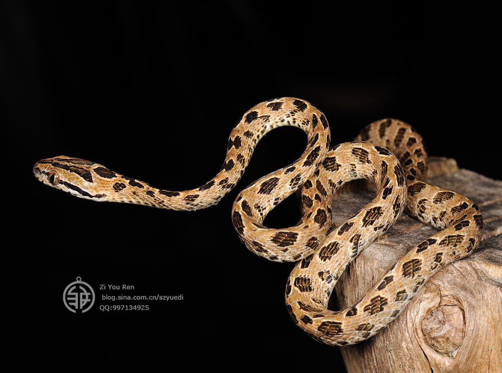  p>繁花林蛇是 a target="_blank" href="/item/游蛇科">游蛇科 /a> a