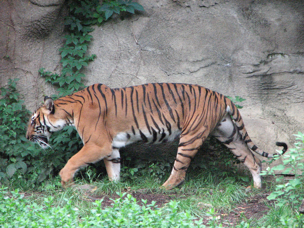  i>corbetti /i>):简称印支虎.