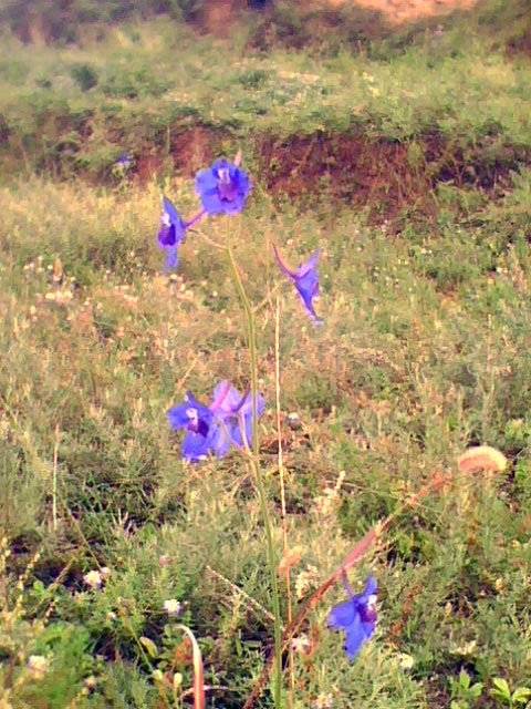 牛奶花是一种野花, a target="_blank" href="/item/一年生草本植物