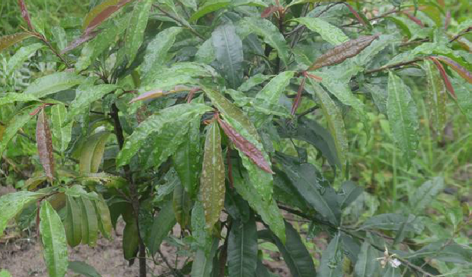  p>大罗伞树,ardisia hanceana mez,生长在海拔430-1500米的山谷,山坡