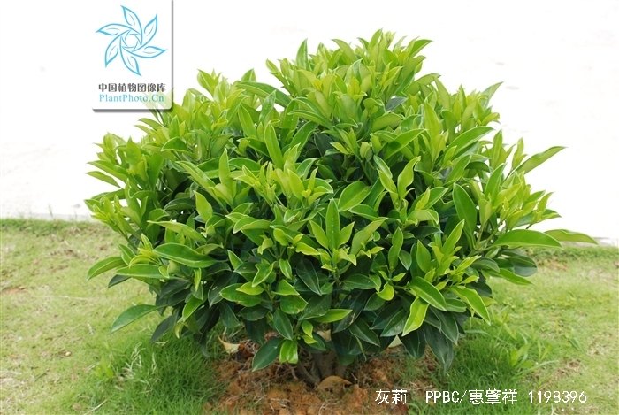  p>灰莉(学名: i>fagraea ceilanica /i> thunb.