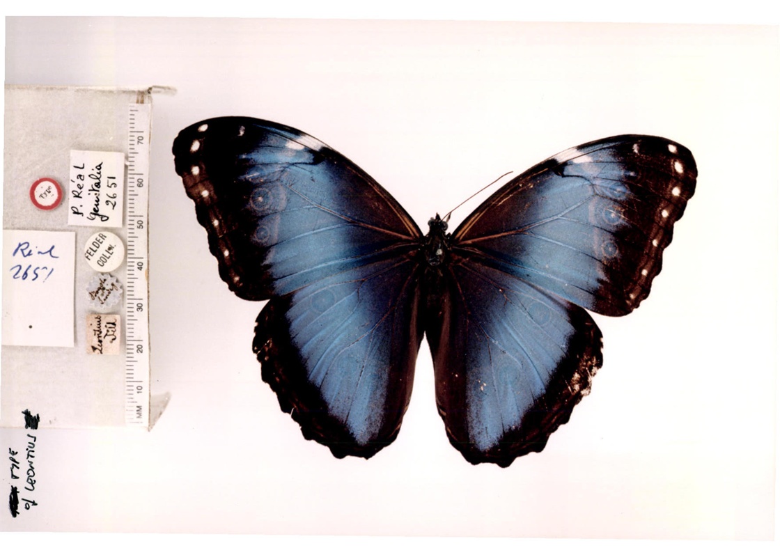 morpho helenor leontius