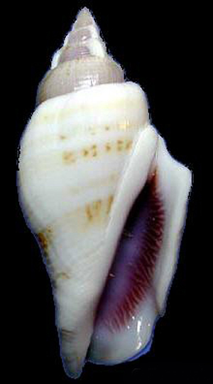  p>驼背凤凰螺(学名: i>gibberulus gibberulus gibbosus /i>):成贝长