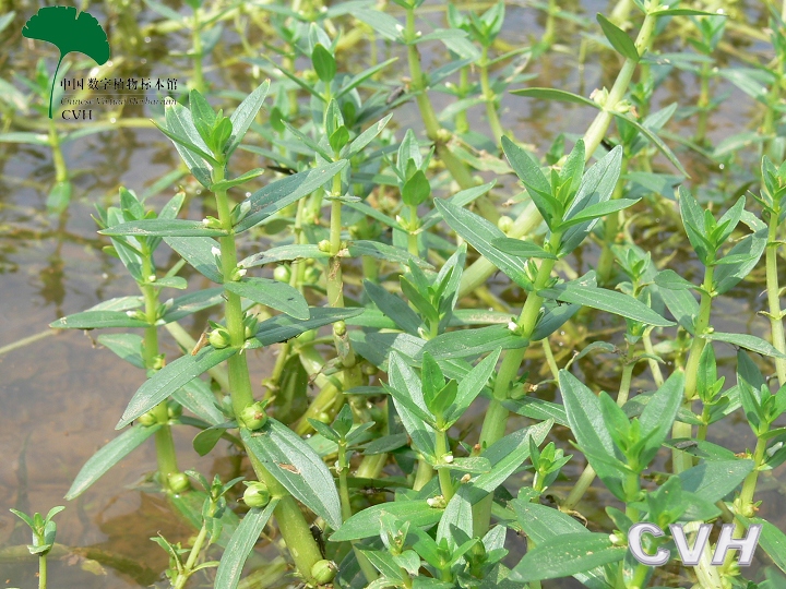  p>水八角属(学名:gratiola l), a target="_blank" href="/item/玄参