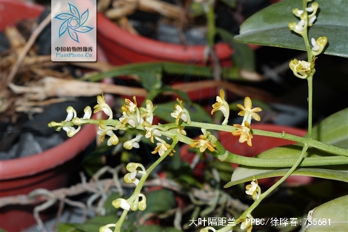  p>大叶隔距兰(学名: i>cleisostoma racemiferum /i> (lindl.