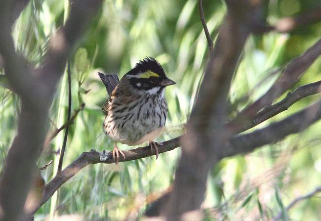  p>黄眉鹀(学名: i>emberiza chrysophrys /i>):体重15-24.