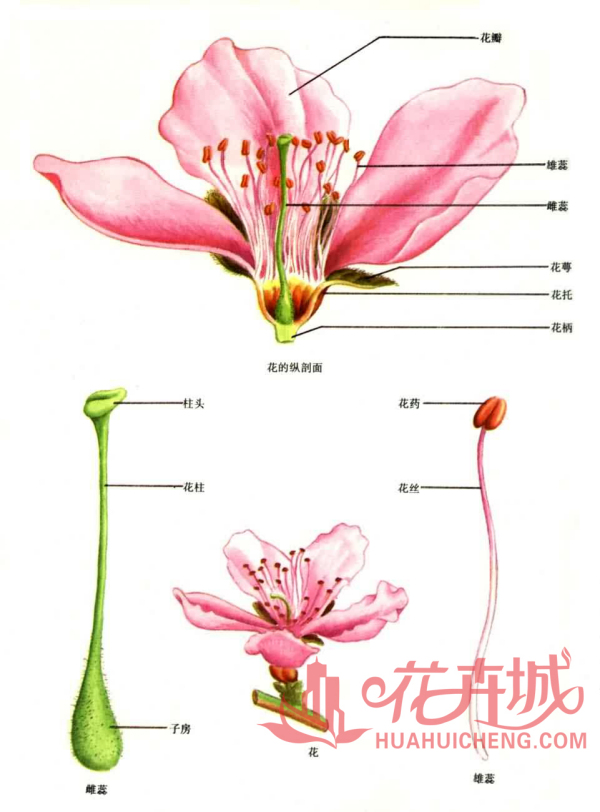 花卉（具有观赏价值的草本植物）_百度百科