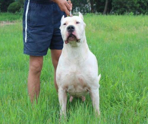 杜高 犬科犬属动物 百度百科