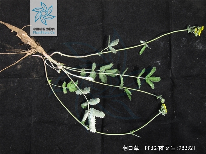  p>翻白草 b>( /b>学名: i>p /i> i>otentilla discolor  /i>bge.