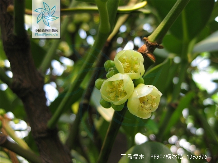  p> a href="#">菲岛福木 /a>,别名:福木,福树,拉丁文名:garcinia sub