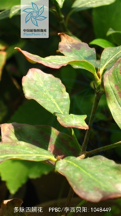  p>多脉四照花是(学名: i>dendrobenthamia multinervosa /i> (pojark