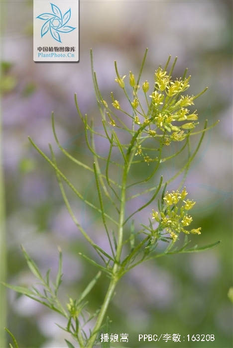 播娘蒿